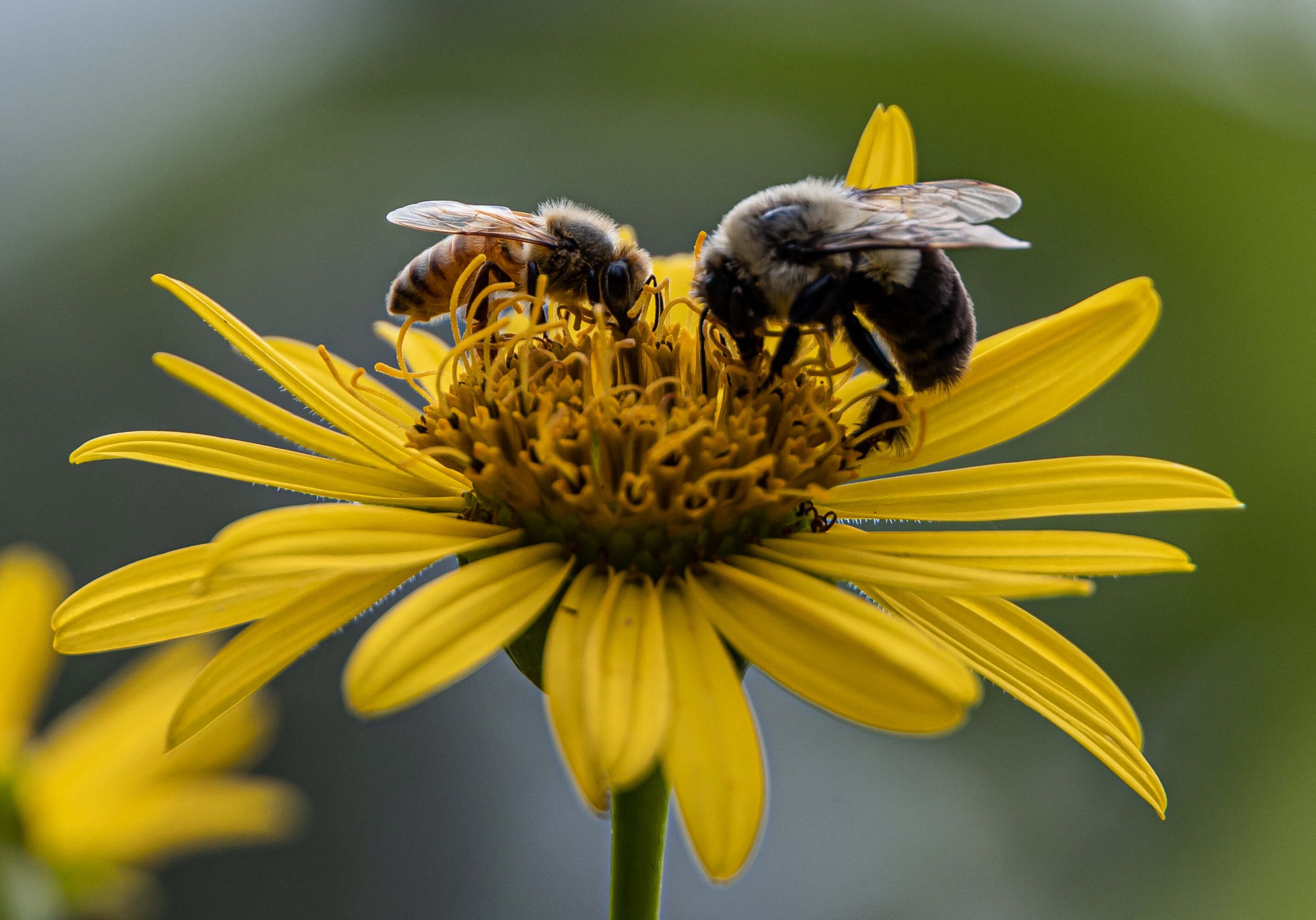 Monarchs may be doing better than thought, study suggests post thumbnail image
