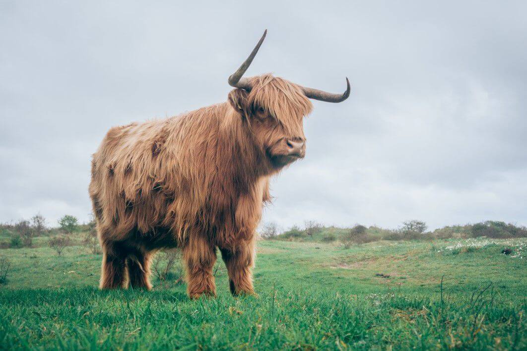 Exclusive: Florida’s largest ever Bull has been found post thumbnail image