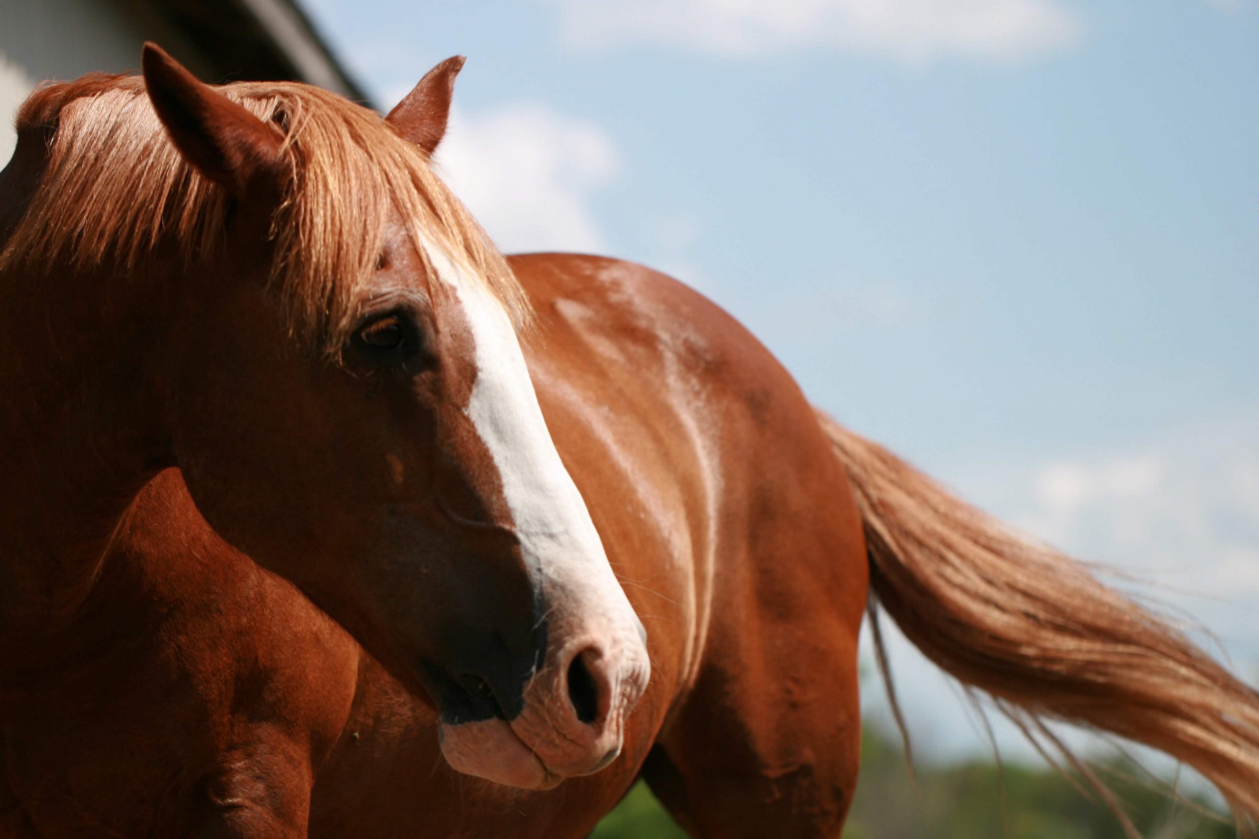 Why horses evolved to sacrifice themselves post thumbnail image